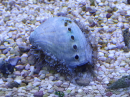 Haliotis asinina