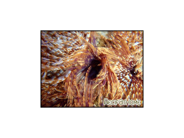 Sabellastarte magnifica CARAIBES