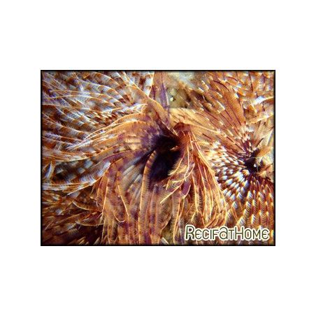Sabellastarte magnifica CARAIBES