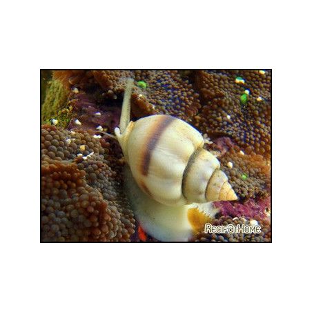 Nassarius coronatus