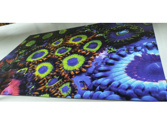 200pp Panneaux photo Largeur (cm) 76  Hauteur (cm) 50.6 Aluminium blanc 3 mm