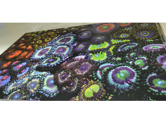Zoa Garden  Panneaux photo Largeur (cm) 50.67  Hauteur (cm) 33.67 Aluminium blanc 3 mm