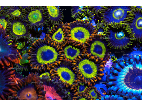 Fruity loops Zoanthus Impressions sur toile Canvas 350 g 60 x 30 cm Horizontale Cadre 2 cm d'épaisseur 