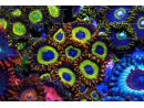 Fruity loops Zoanthus Impressions sur toile Canvas 350 g 60 x 30 cm Horizontale Cadre 2 cm d'épaisseur 