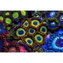 Fruity loops Zoanthus 200pp Panneaux photo Largeur (cm) 76  Hauteur (cm) 50.6 Aluminium blanc 3 mm