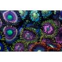 Space chaos Zoanthus Panneaux photo Largeur (cm) 50.67  Hauteur (cm) 33.67 Forex® (PVC) Euurolight 10 mm