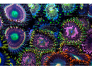 Space chaos Zoanthus Panneaux photo Largeur (cm) 50.67  Hauteur (cm) 33.67 Forex® (PVC) Euurolight 10 mm