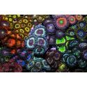 Vampire in drag Zoas garden Panneaux photo Largeur (cm) 50.67  Hauteur (cm) 33.67 Aluminium blanc 3 mm