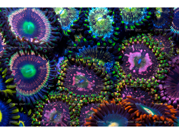 Space chaos Zoas garden Panneaux 50.67x33.67 JG5 Plexiglas deBeers 