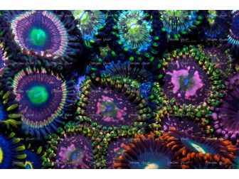 Space chaos Zoas garden Panneaux 50.67x33.67 JG5 Plexiglas deBeers 
