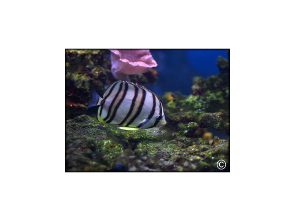 Chaetodon octofasciatus