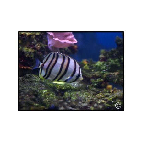 Chaetodon octofasciatus