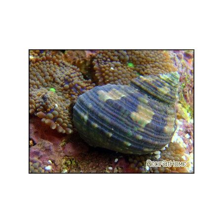 Turbo brunneus