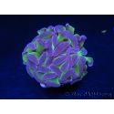 Euphyllia paraancora bicolor Violet vert Taille S