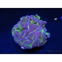 Euphyllia paraancora bicolor Violet vert Taille S