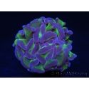 Euphyllia paraancora bicolor Violet vert Taille S