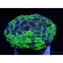 Euphyllia paraancora Yellow Marble 