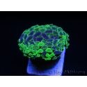 Euphyllia paraancora Yellow Marble 