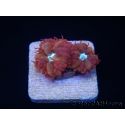 RAH Blastomussa merleti Fire And Ice 