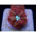 RAH Blastomussa merleti Fire And Ice 