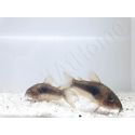 Corydoras Bronze - Corydoras aeneus