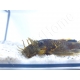 Ancistrus LDA16 - ancistrus rouge/ orange +10cm mâle et femelle disponible