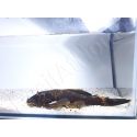 Ancistrus LDA16 - ancistrus rouge/ orange +10cm mâle et femelle disponible