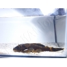 Ancistrus LDA16 - ancistrus rouge/ orange +10cm mâle et femelle disponible