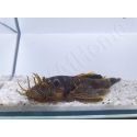 Ancistrus LDA16 - ancistrus rouge/ orange +10cm mâle et femelle disponible