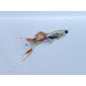 Guppy endler - Poecilia wingei