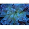 Euphyllia paraancora Toxic Heart (Small Head)