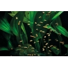 Cichlid Granulate S 250 ml Color Oase
