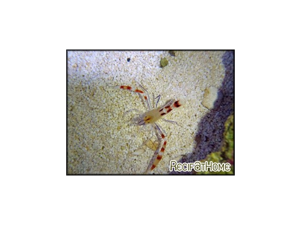 Stenopus cyanoscelis 