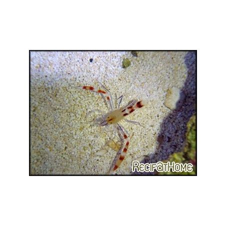 Stenopus cyanoscelis 