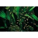 Cichlid Granulate M 550 ml Micro Oase
