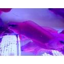 Pseudochromis fridmani  Ultra Elevage France EcoReef CB 