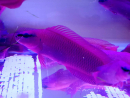 Pseudochromis fridmani  Ultra Elevage France EcoReef CB 