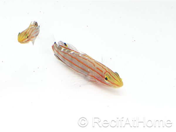Koumansetta rainfordi Elevage Biota