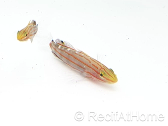 Koumansetta rainfordi Elevage Biota