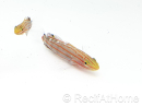 Koumansetta rainfordi Elevage Biota