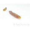 Koumansetta rainfordi Elevage Biota