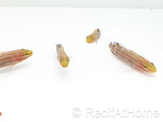 Koumansetta rainfordi Elevage Biota