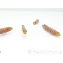 Koumansetta rainfordi Elevage Biota