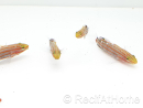 Koumansetta rainfordi Elevage Biota