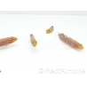 Koumansetta rainfordi Elevage Biota