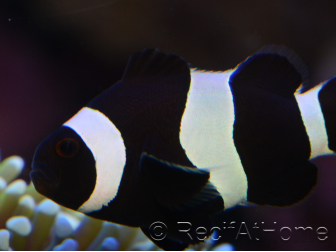 Amphiprion darwini full black M Elevage France