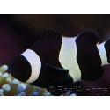 Amphiprion darwini full black M Elevage France