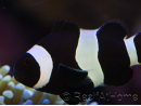 Amphiprion darwini full black M Elevage France
