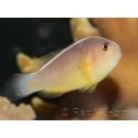 Amphiprion akallopisos M Elevage France  MERS 