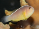 Amphiprion akallopisos M Elevage France  MERS 